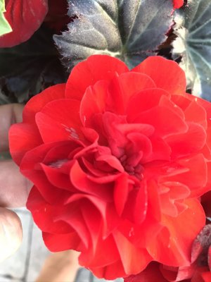 Begonia