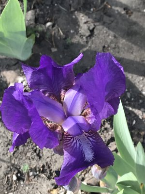 Iris