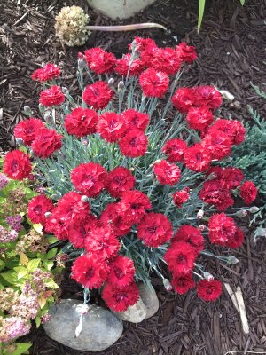 Dianthus