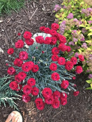 Dianthus