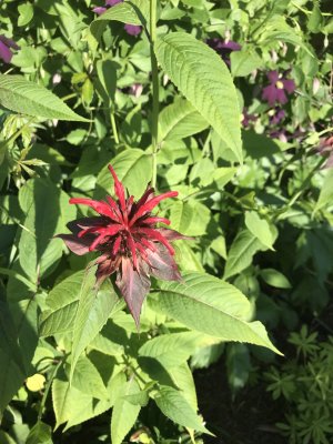 Scarlet Bee Balm