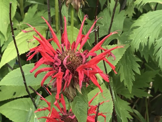 Scarlet Bee Balm